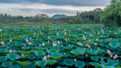 lotusland